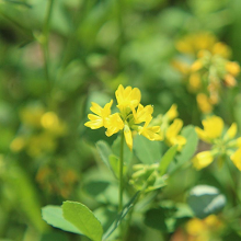 Fenogreco ingrediente Diabinol metabolismo glucosa